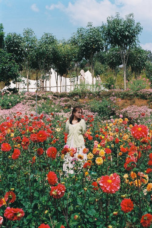 Free stock photo of classic photo, daisies, film photo