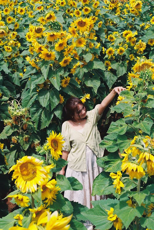 A woman in a sunflower field looking at the sunflowers