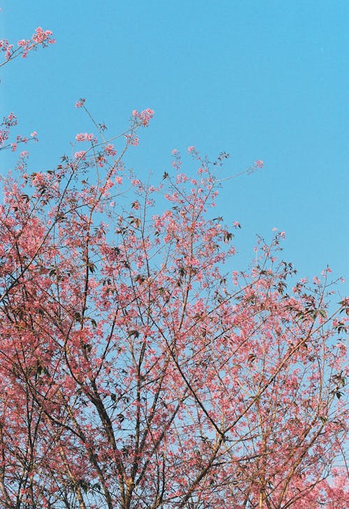 Free stock photo of cherry blossom, classic photo, daisies