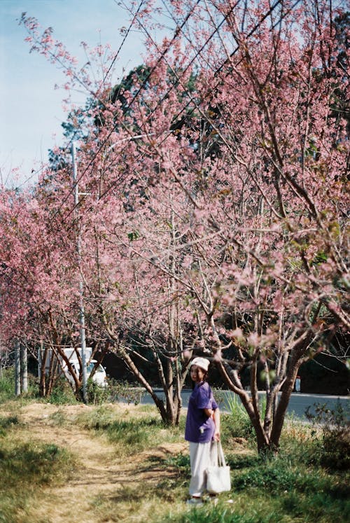Free stock photo of cherry blossom, classic photo, film photo