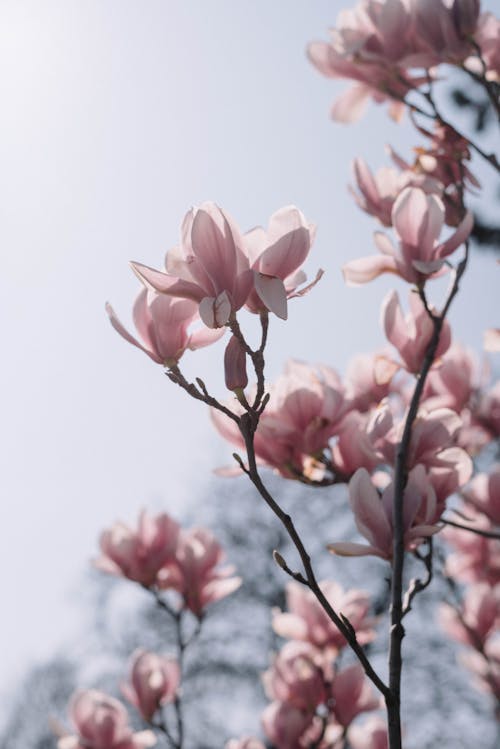 Ilmainen kuvapankkikuva tunnisteilla jousi, luonto, magnolia