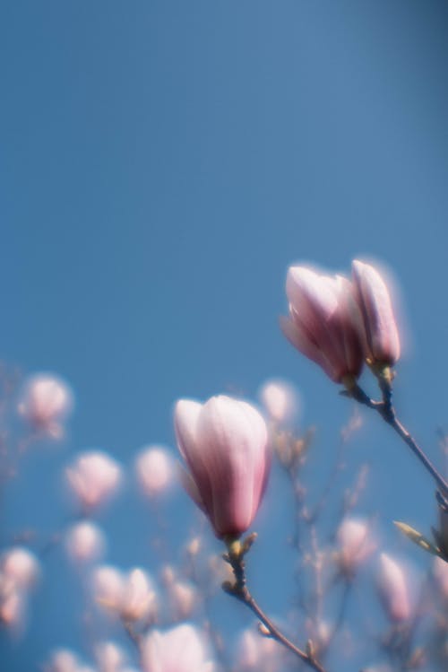 A close up of a pink flower against a blue sky