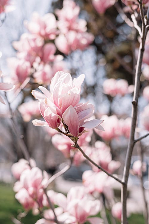 Branches with Pink Magnolia Blossoms