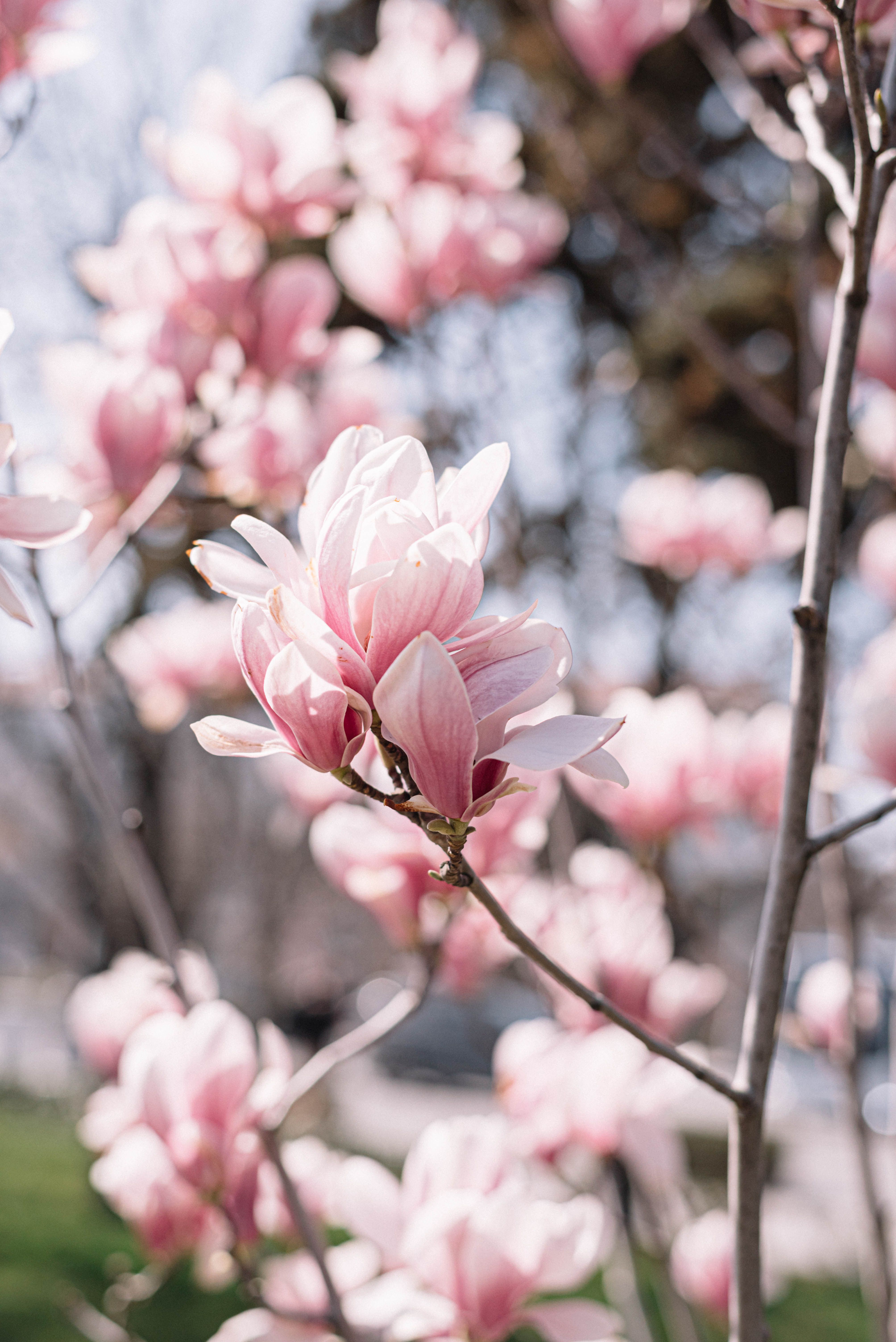 Branches with Pink Magnolia Blossoms · Free Stock Photo