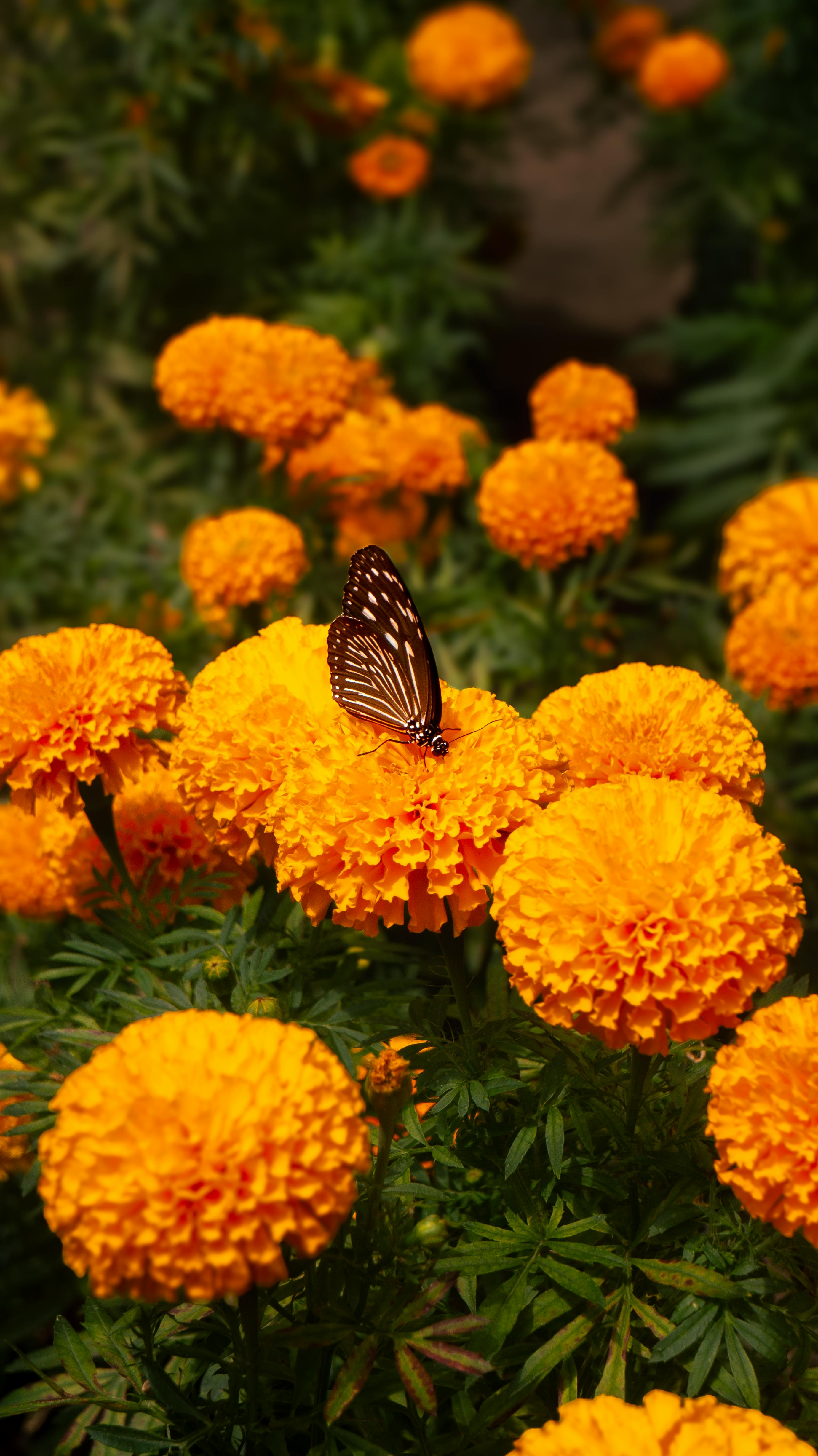 A striking brown butterfly perched on a bed of blooming marigolds, capturing a vibrant summer day.