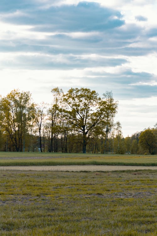 Foto d'estoc gratuïta de arbres, natura, planes