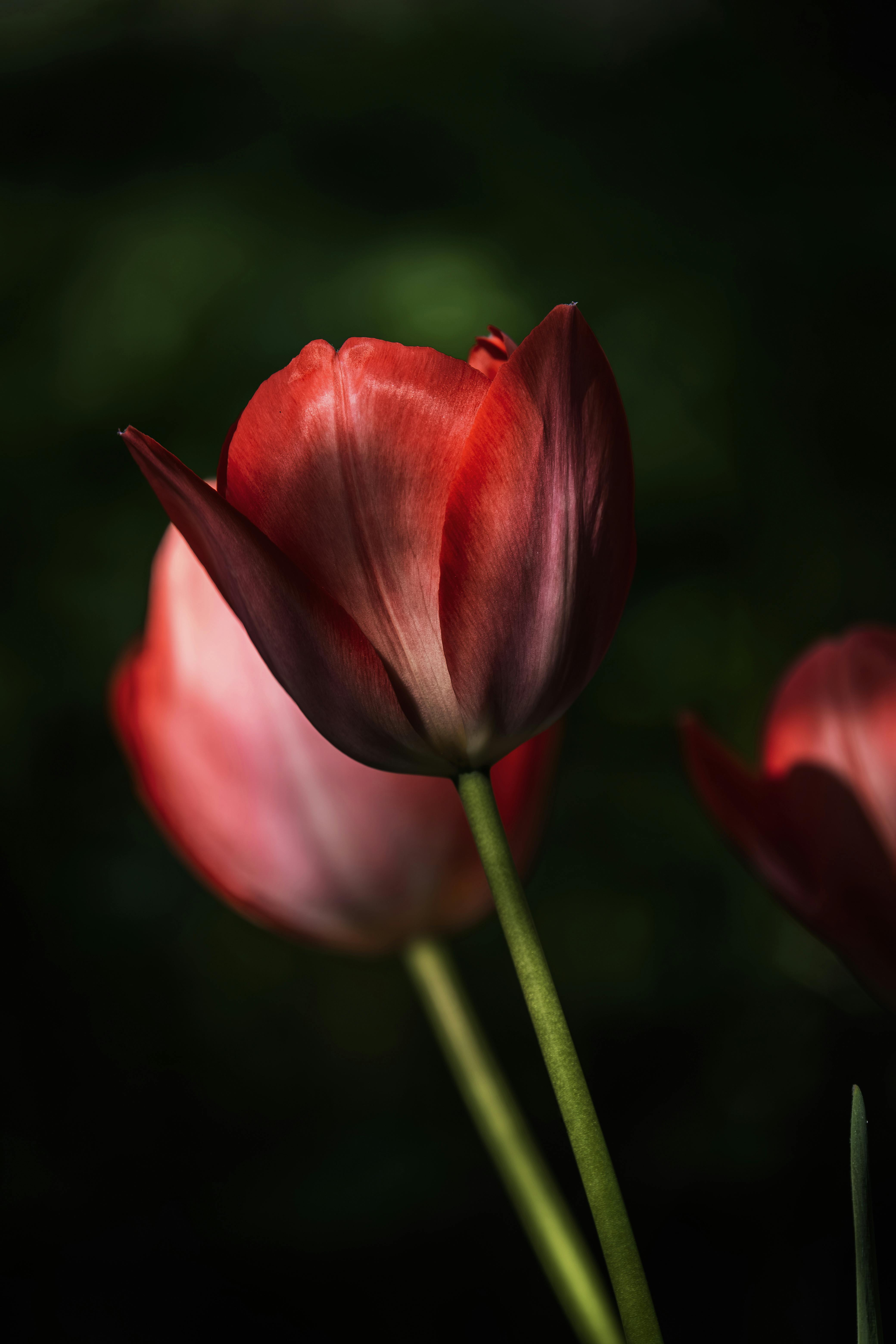 Striking red tulip petals in focus with a dark, natural background.