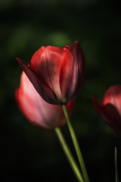 Fotobanka s bezplatnými fotkami na tému botanika, červená kvetinová, červené tulipány