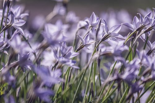 Бесплатное стоковое фото с violett, весна, завод