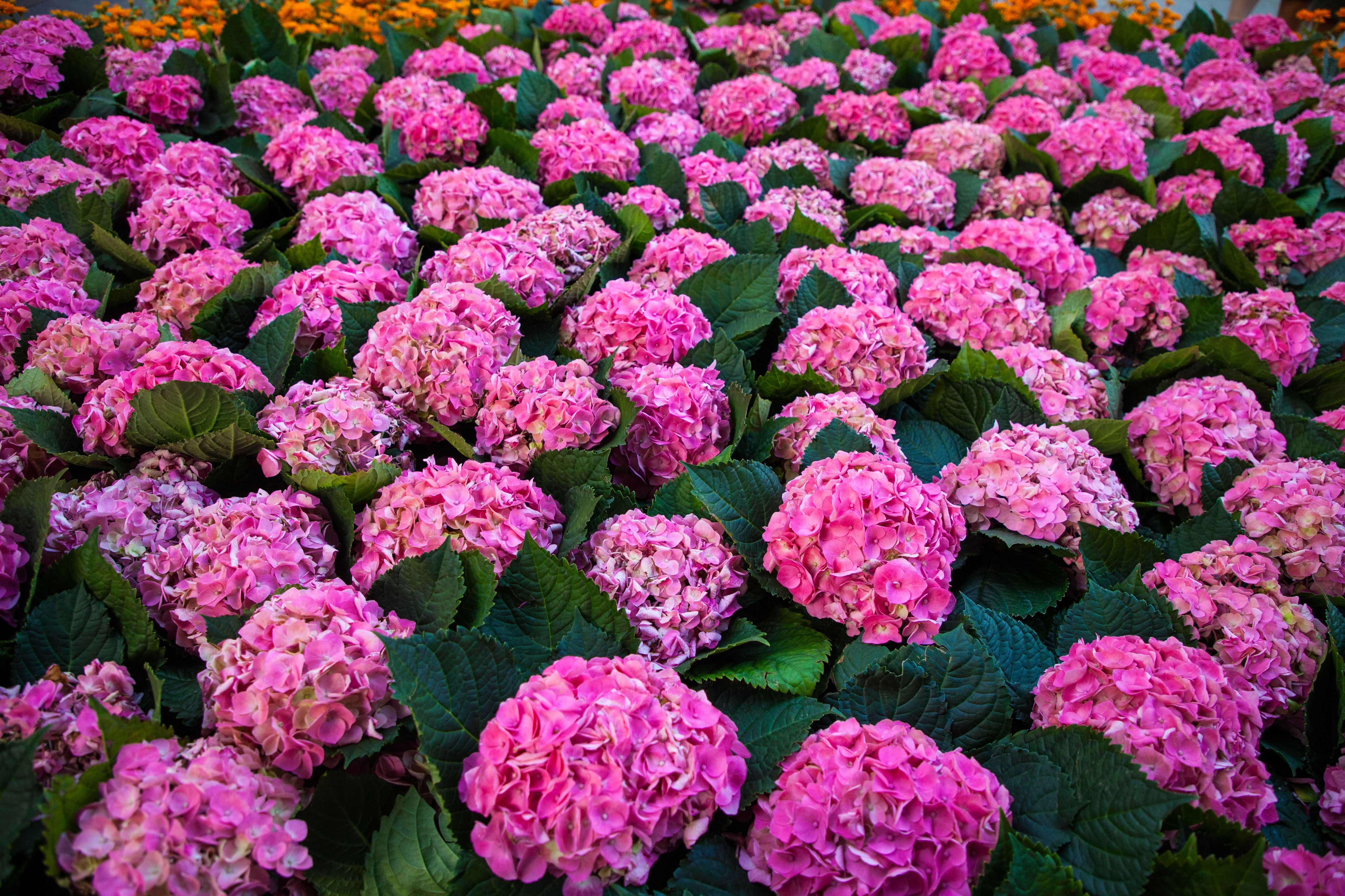 A lush garden filled with blooming pink hydrangeas showcasing vibrant colors and natural beauty.