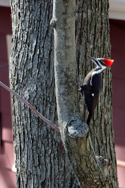 Pileated woodpecker