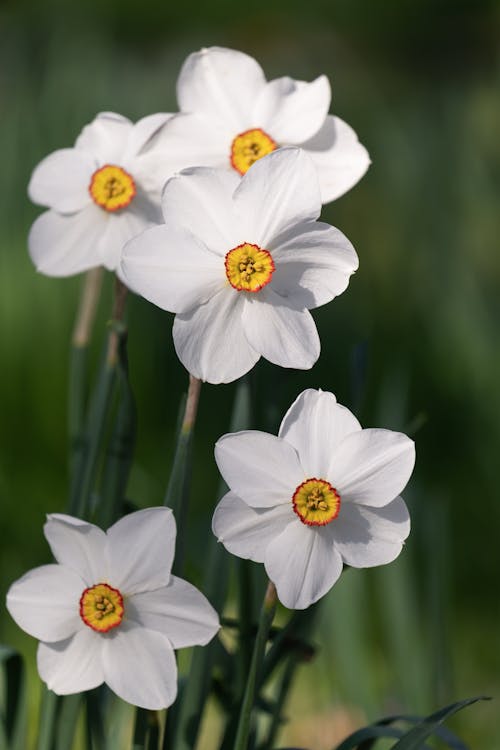 Weiße Osterglocken blühen