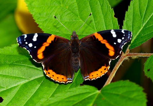 나뭇잎, 나비, 동물 사진의 무료 스톡 사진