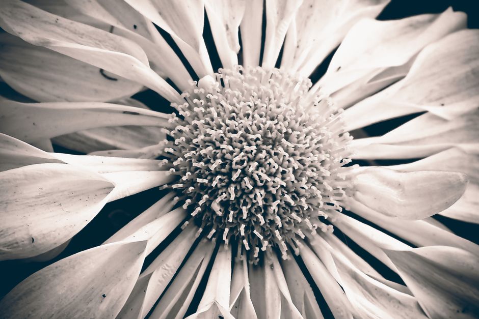 Detailed black and white close-up of a blooming flower showcasing its petals and pollen.
