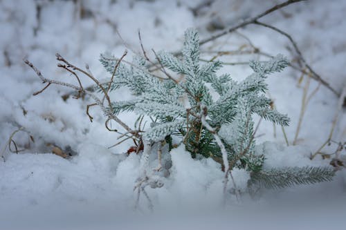 Бесплатное стоковое фото с pianta, веточки, снег