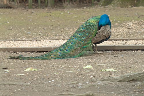 Free stock photo of peacock