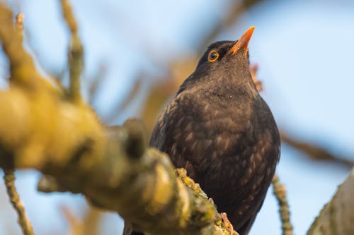 Free stock photo of bird, bird s beak, blackbird