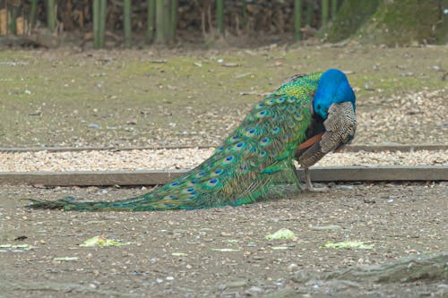 Free stock photo of peacock