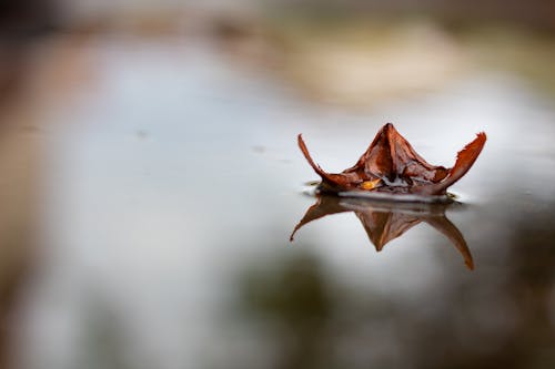 Free stock photo of leaf, reflection, water miror