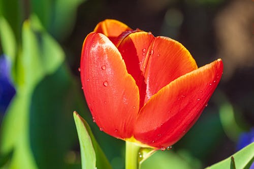 A red tulip with water droplets on it