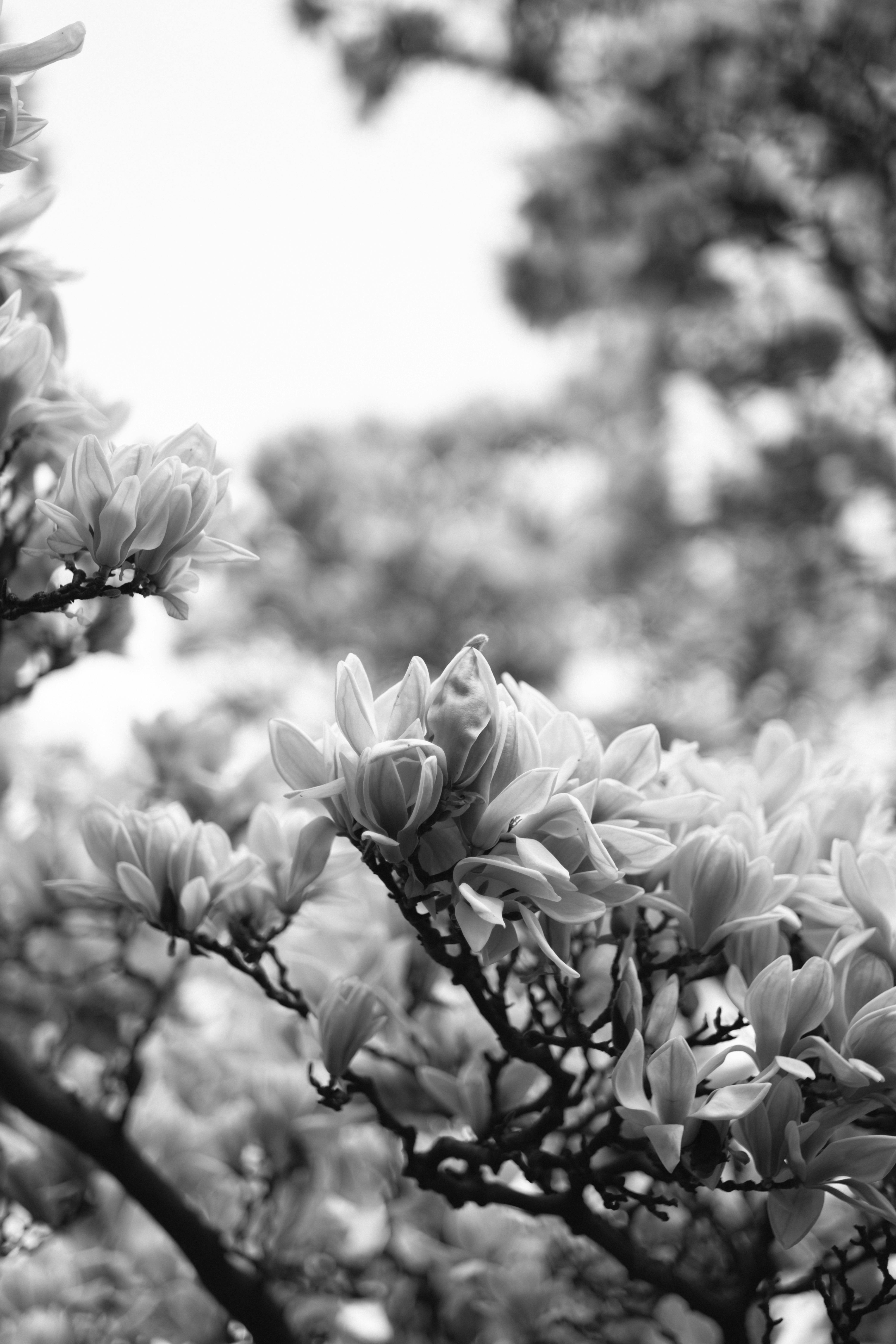 Close-up of magnolia blossoms in a black and white nature setting.