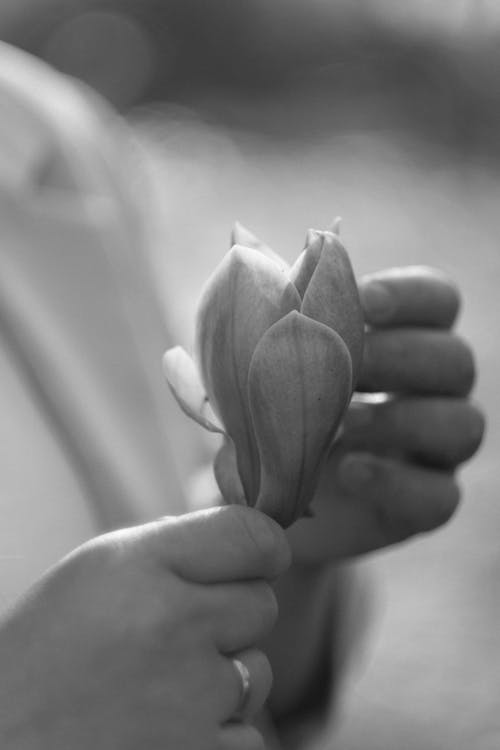 Kostenloses Stock Foto zu blumen, einfarbig, festhalten