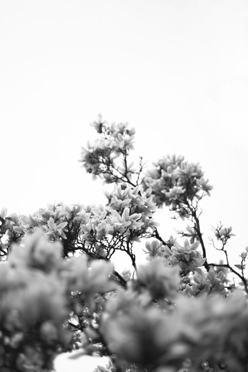Free Monochrome photograph capturing magnolia tree blossoms in bloom, emphasizing nature's elegance. Stock Photo