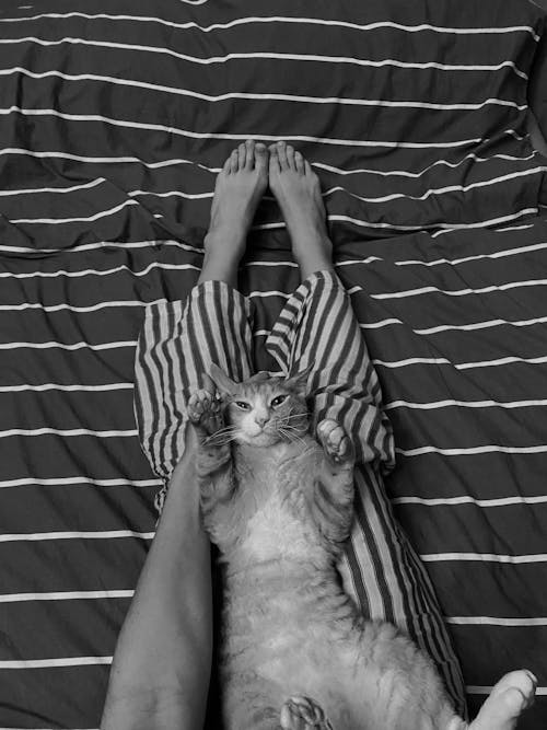 A person laying on a bed with a cat