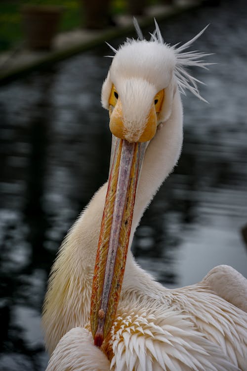 Fotobanka s bezplatnými fotkami na tému americký biely pelikán, fotografie zvierat žijúcich vo voľnej prírode, na zvislo