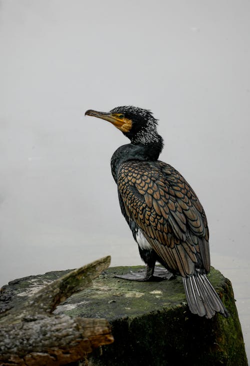 A bird sitting on a rock in the fog