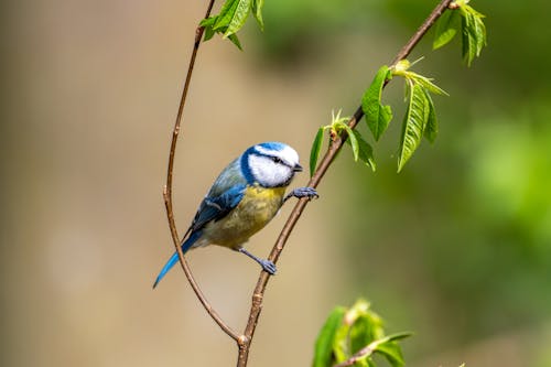 A blue and yellow bird perched on a branch