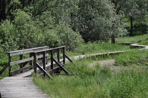 Darmowe zdjęcie z galerii z drewniana promenada, drzewa, kierunek