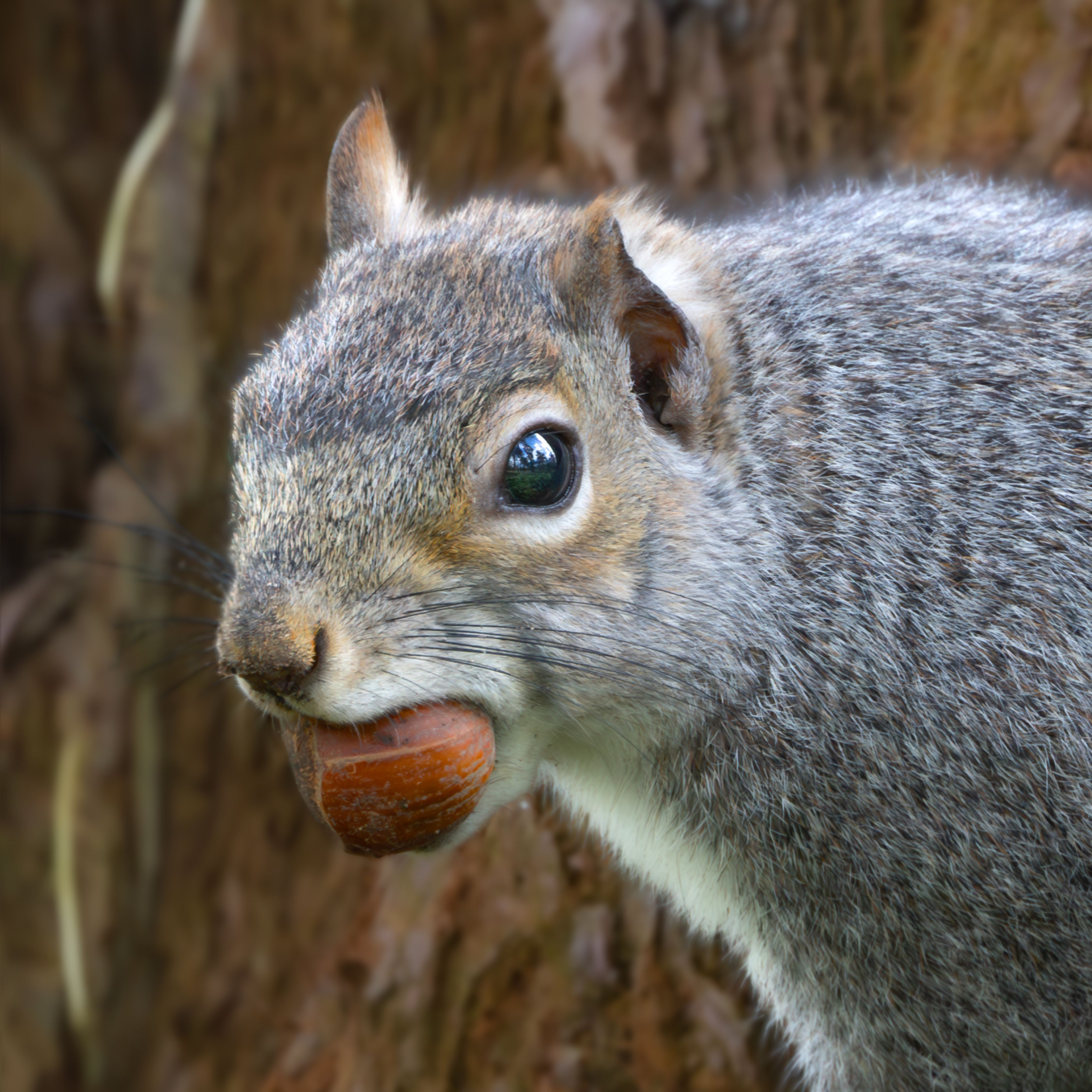 Close-up portrait of a squirrel clutching an acorn — the only operator in the acorn economy with a genuine sovereignty strategy.