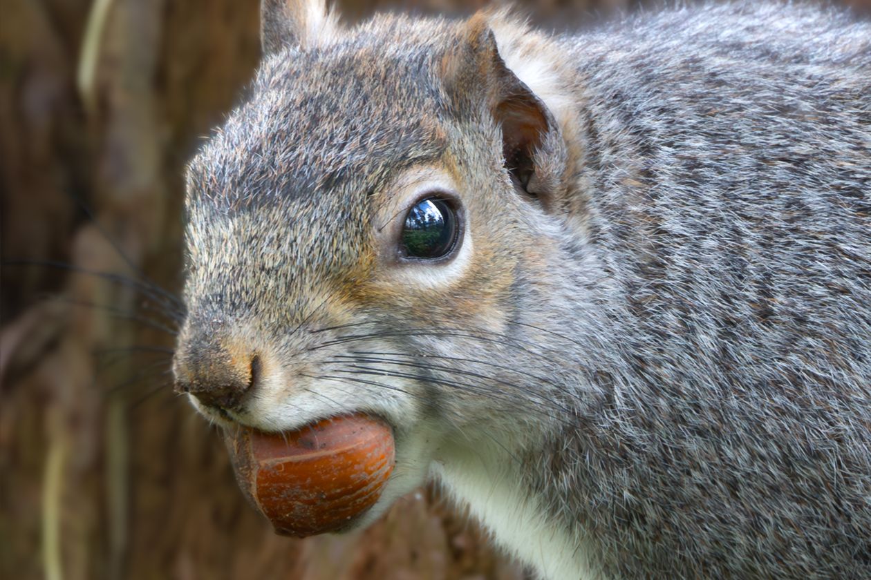 Close-up portrait of a squirrel clutching an acorn — the only operator in the acorn economy with a genuine sovereignty strategy.