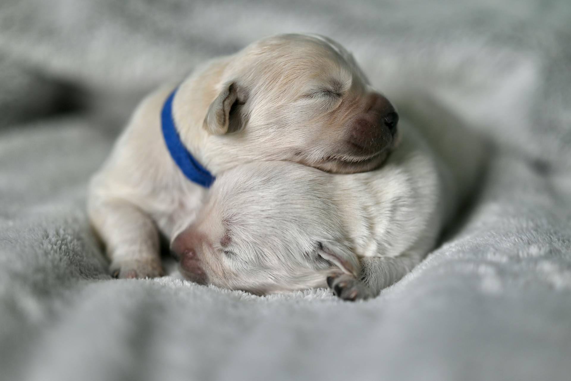 Les chiots s'allongent et dorment