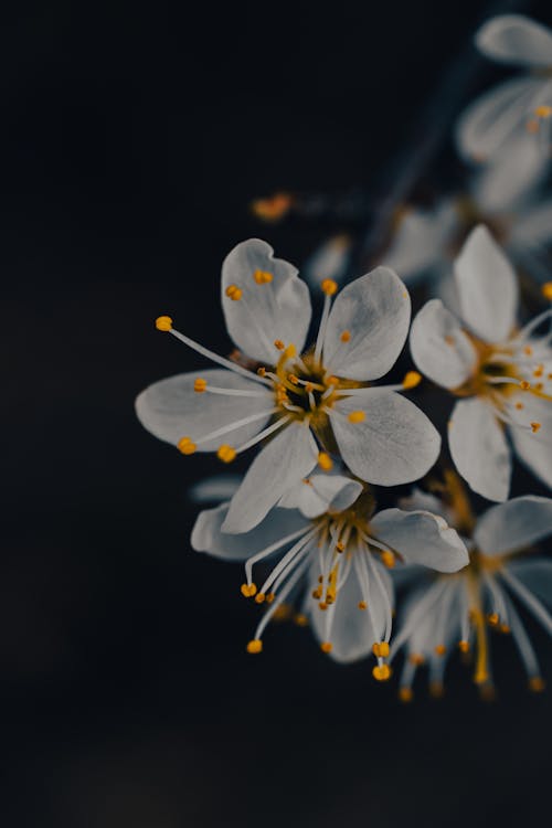 closeup macro flower photography