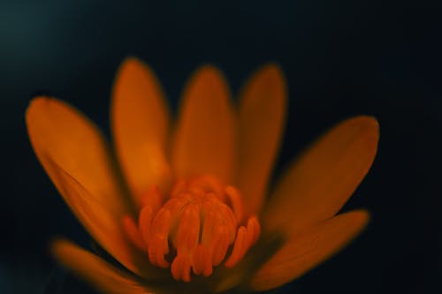 orange flower closeup macro photography