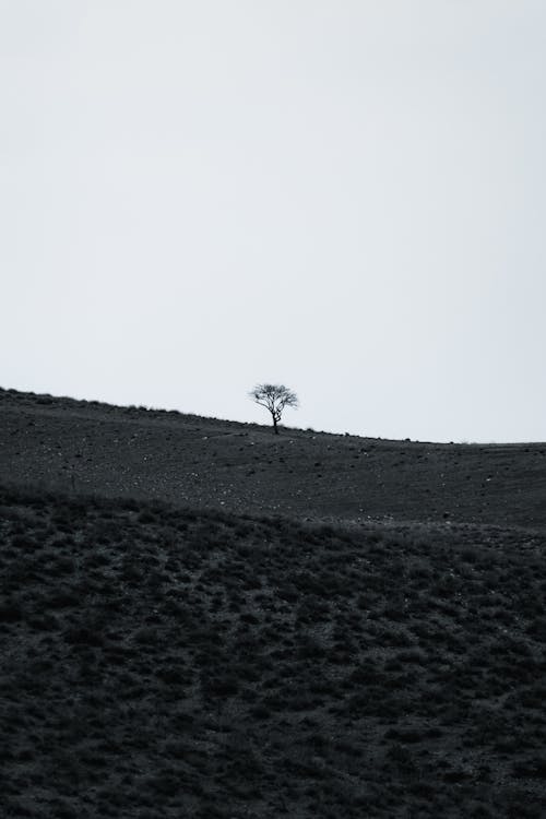 A lone tree on a hillside