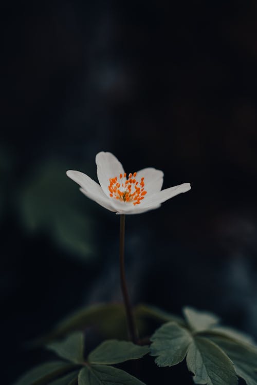 Бесплатное стоковое фото с @outdoor, анемона, белый цветок