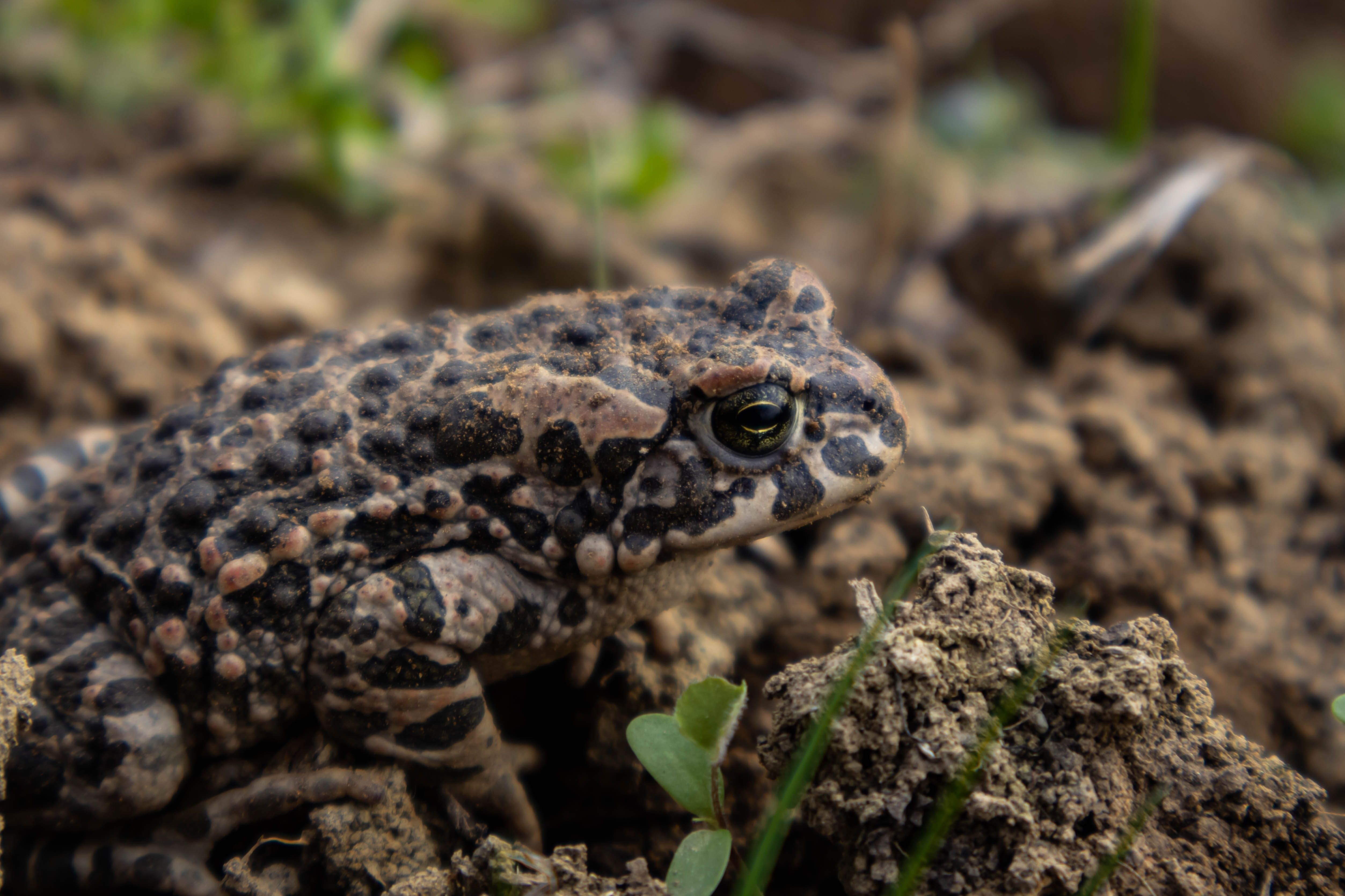 Avrupa'nın Uzay Hamlesi: IRIS² ile Starlink'e Rakip Geliyor - Detailed close-up of a toad camouflaged in its natural environment, blending into the earthy soil.