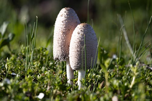 A couple of shaggy ink mushroom growing between the grass 