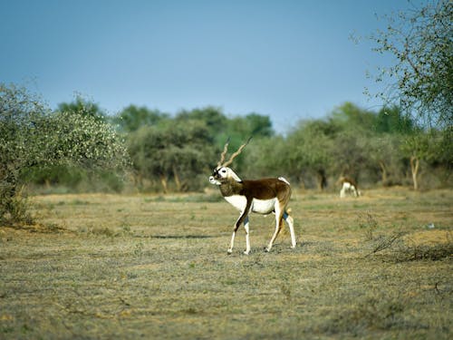 Безкоштовне стокове фото на тему «антилопа, дика природа, Природа»