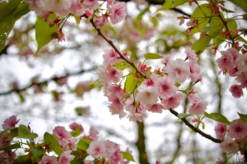 Základová fotografie zdarma na téma jaro, květy, příroda