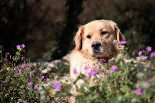 Free A golden retriever sitting in the middle of some purple flowers Stock Photo