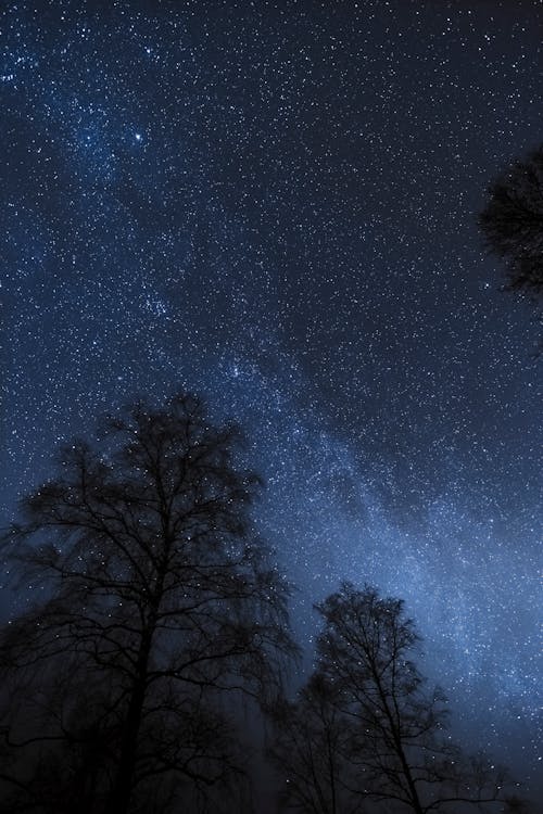 Kostenloses Stock Foto zu astronomie, bäume, milchstraße