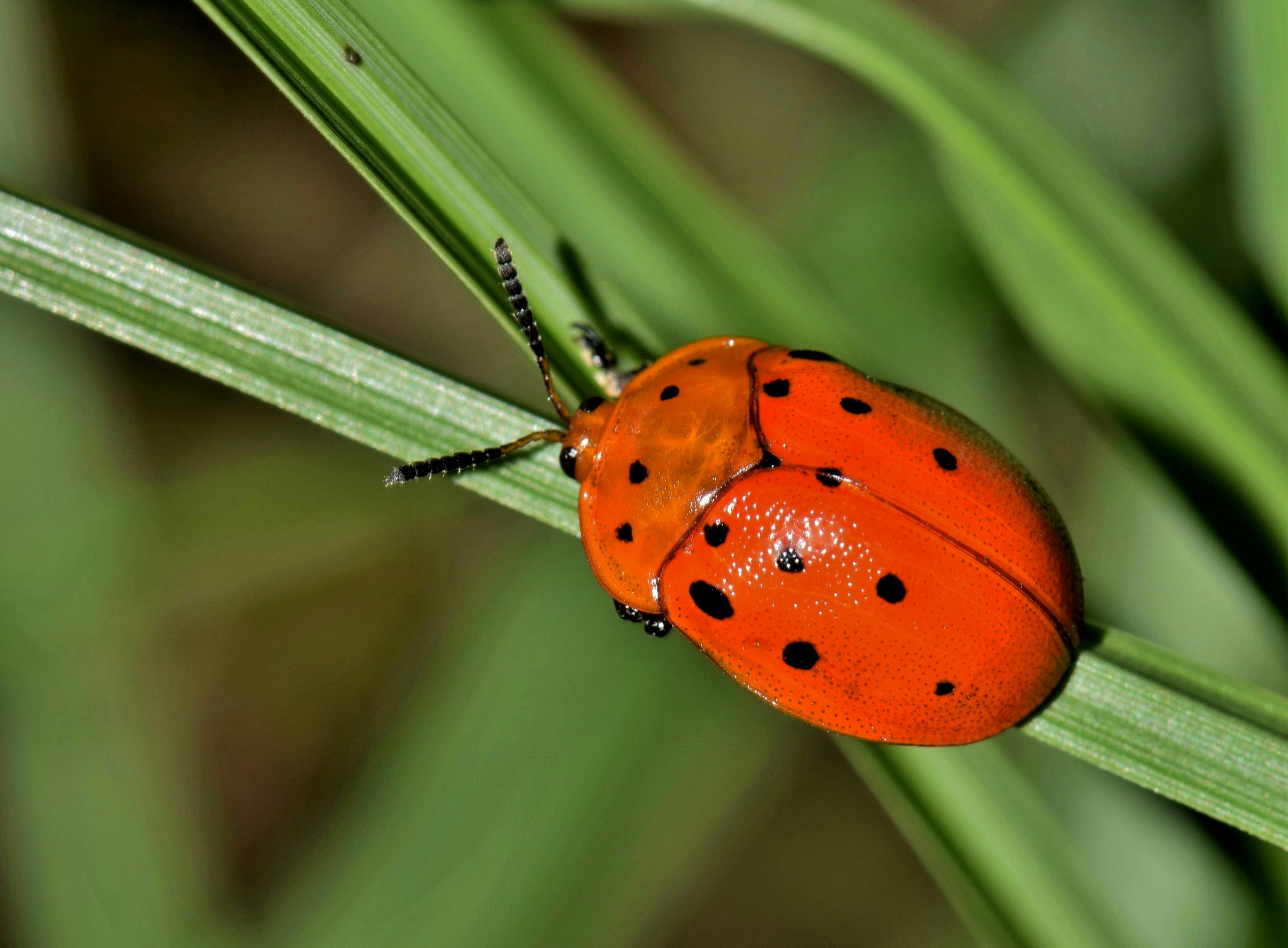 Free stock photo of animal, antennae, argus tortoise beetle