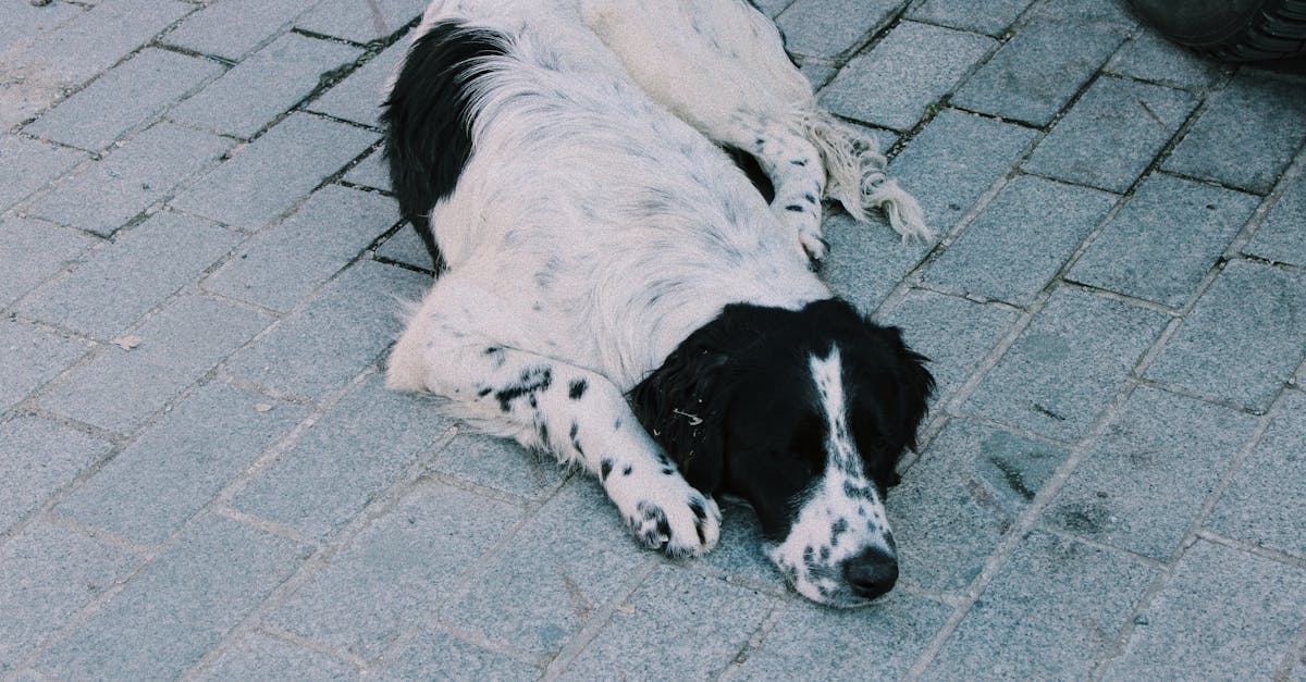 English Springer Spaniel