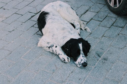 Free A dog laying on the ground next to a car Stock Photo