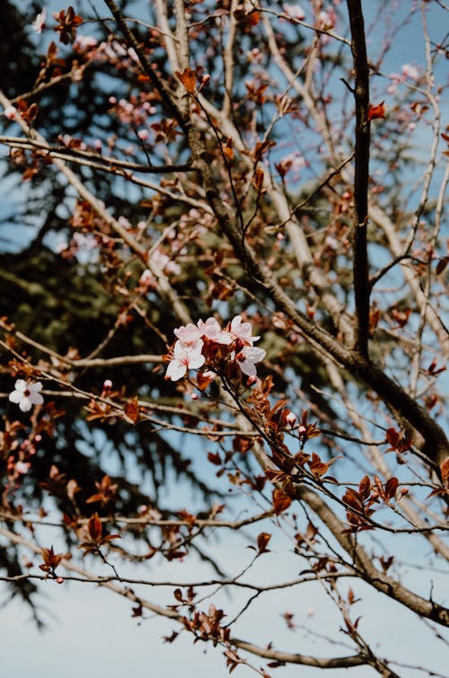 Fotobanka s bezplatnými fotkami na tému biele kvety, kvet ovocného stromu, kvitnutie
