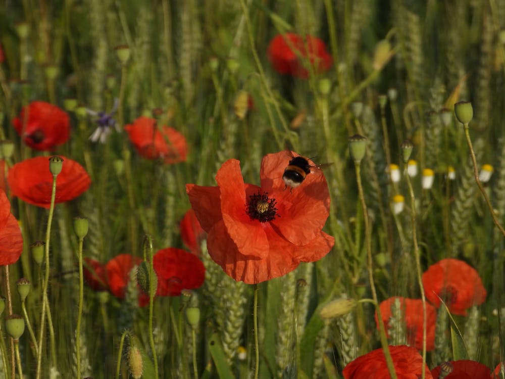 Bee Flying Over Blooming Poppies 